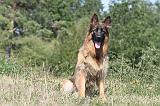 BERGER ALLEMAND 111